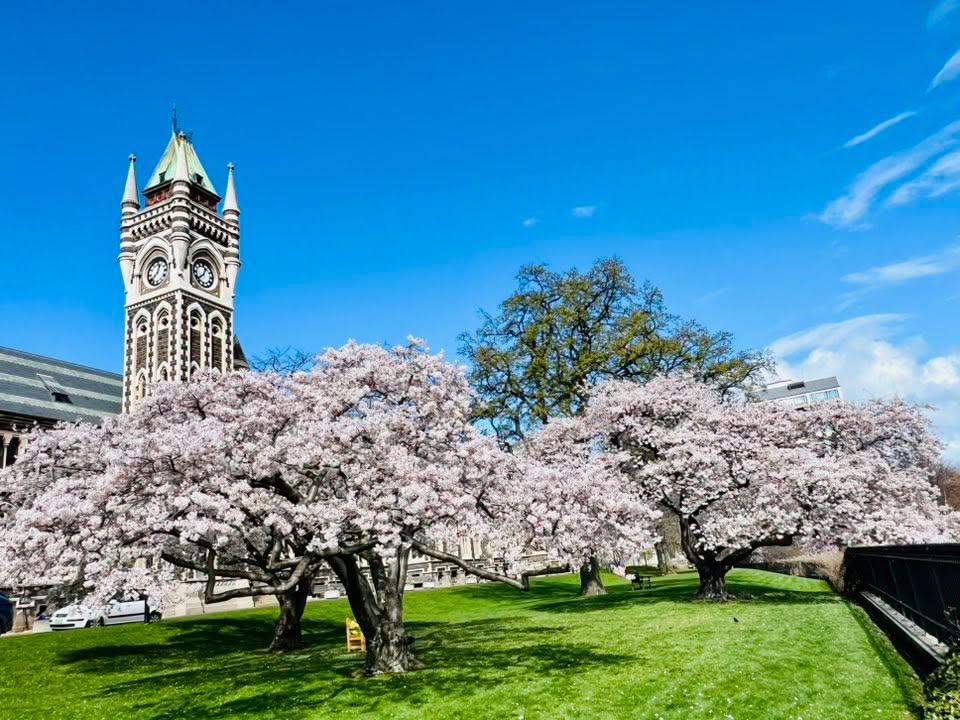 MÙA XUÂN NEW ZEALAND – KHI CẢ ĐẤT TRỜI BỪNG TỈNH 