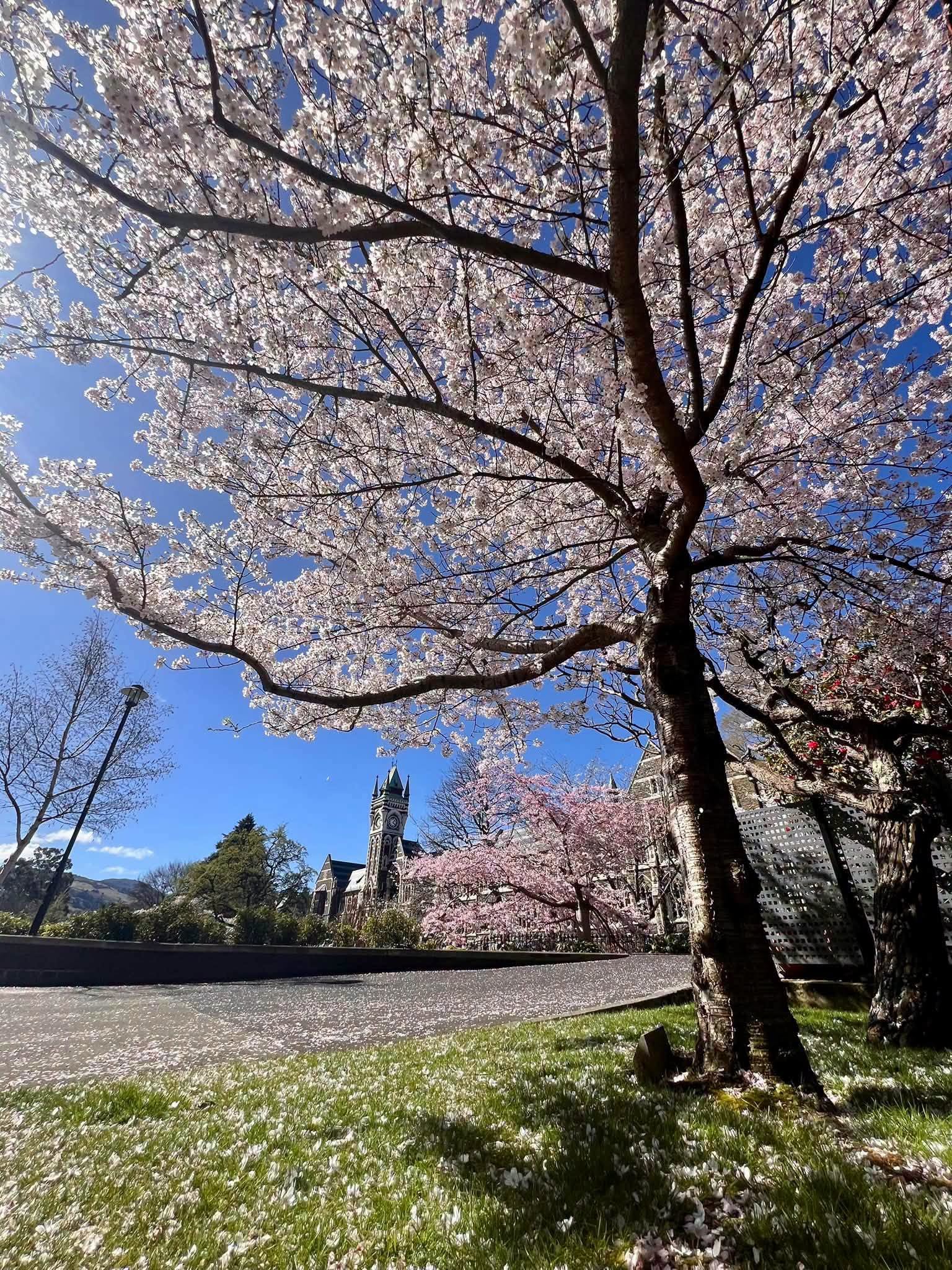 CẬP NHẬT NÓNG: NEW ZEALAND CHÍNH THỨC THAY ĐỔI QUY ĐỊNH STUDENT VISA TỪ 27/10/2026